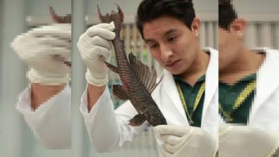 Los biólogos de la Unah-vs realizan estudios a uno de los ejemplares que fue encontrado en el Lago de Yojoa.