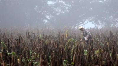 Según los últimos datos de la Comisión Económica para América Latina y el Caribe (Cepal), el 82 % de la población rural de Honduras vive en situación pobreza, lo que le convierte en el país con la tasa más alta de Centroamérica, seguido de Guatemala (77 %), Nicaragua (65 %), El Salvador (49 %), Panamá (41 %) y Costa Rica (22 %).