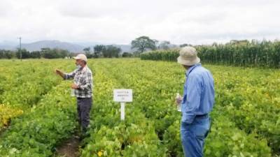 Dos campesiones observan una plantación de frijol en el departamento de Olancho.