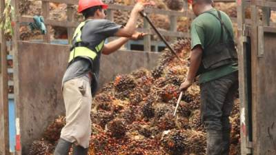 La producción de palma africana en el país se concentra en los departamentos de Cortés, Atlántida, Yoro y Colón. Fotos: Javier Rosales