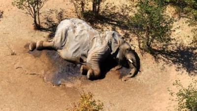 Se desconoce la causa de esta muerte masiva, descrita por los científicos como ‘desastre de conservación’.