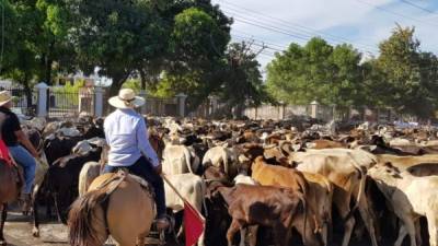 Se calcula que el hato ganadero nacional ronda las 800,000 cabezas.