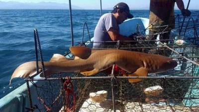 La publicación de una foto en las redes sociales por pescadores de Tela junto a un tiburón enfermera alertó a las autoridades que ya ejecutan operativos para parar la caza de esa y otras especies marinas que son protegidas en la zona.