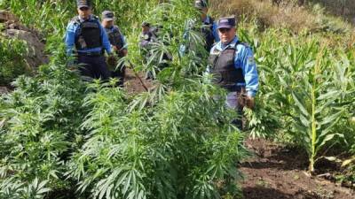 La plantación de marihuana fue destruída luego de ser encontrada, según las autoridades.