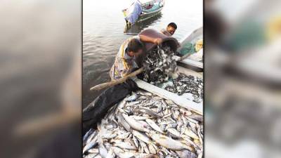 Pescadores artesanales del sur durante la recolección.