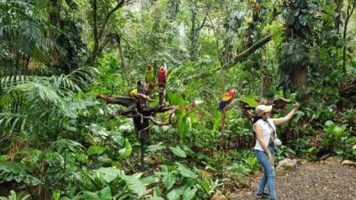 La Guacamaya es el Ave Nacional de Honduras por decreto legislativo y forma parte de los símbolos patrios.