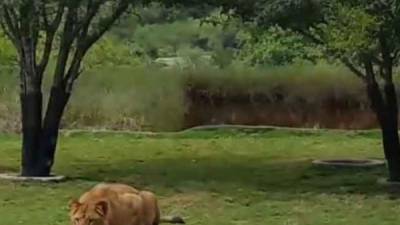 Tremendo susto se llevaron unos turistas en el Bioparque Estrella de Monterrey, Nuevo León.