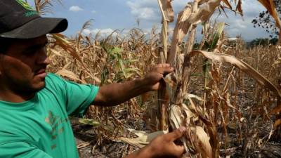 Un productor revisa sus cultivos de maíz dañados por la actual sequía.