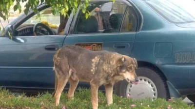 Un perro aún llora a su amo en el lugar en que murió hace 5 años.