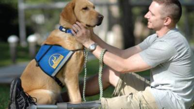 Los perros de asistencia ayudan a personas discapacitadas.