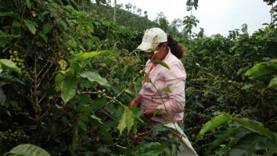 San Juan Intibucá es una zona productora de café y busca posicionar su grano nacional e internacional.
