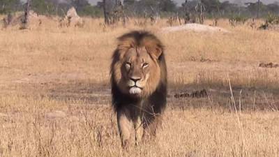 Las autoridades creen que el león fue atraído fuera del parque con una carnada y que fue encontrado desollado y sin cabeza.