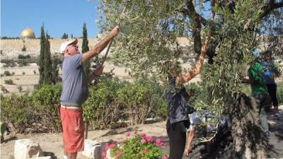 Voluntarios recogen aceitunas en el Huerto de Getsemaní del Monte de los Olivos de Jerusalén. Los franciscanos abrieron hoy las puertas del protegido Huerto de Getsemaní, en Jerusalén Este, para la tradicional recogida de la aceituna entre las laderas de olivos donde, según la tradición cristiana, predicó Jesucristo, y con la que elaborarán un aceite 'que no tiene precio'. EFE