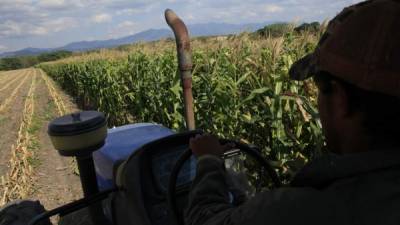 Un productor recorre sus cultivos en Cane, La Paz.