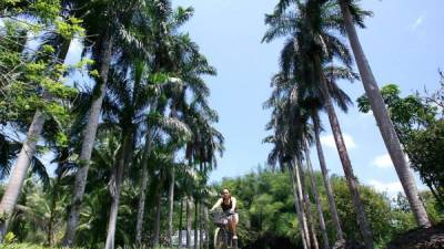 El parque botánico Lancetilla inició en 1925 como un centro de investigación de la bananera United Fruit Company para análisis de plagas y enfermedades de las plantas.