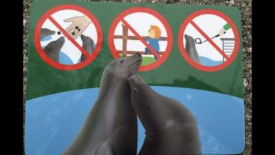 Representantes del zoo dicen que prohíben el paloselfi para evitar accidentes.