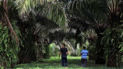 Los grupos campesinos de Muca y Marca deben más de L623 millones por tierras en el Bajo Aguán. Foto: Wendell Escoto