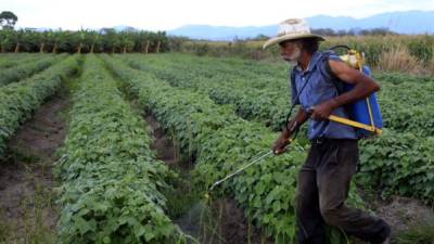 Un productor de frijol fertiliza sus cultivos, ubicados en Comayagua.