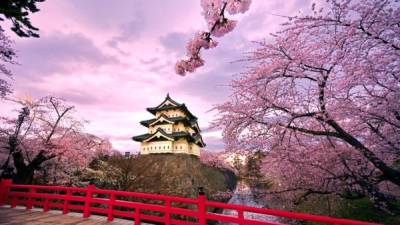 Los japoneses y turistas disfrutan de este fenómeno en parques, avenidas y templos.