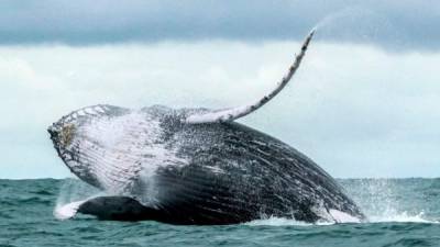 El buzo se encontraba filmando un cardumen de sardinas cuando fue atacado por la gigantesca ballena./AFP archivo.