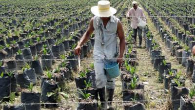 Las plantas ya están listas, luego serán trasladadas a la zona en donde serán sembradas.