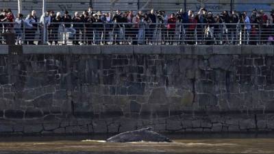 Cientos de argentinos se congregaron a las orillas del canal para observar de cerca a la ballena.