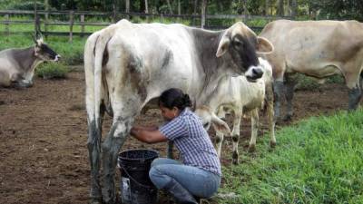 Una ganadera ordeña una vaca en Olancho.