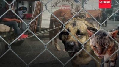 La crueldad contra los animales en Honduras tiene múltiples manifestaciones y es antesala de la violencia.