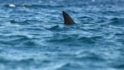 Los ataques de tiburón son frecuentes en las costas de la Florida.
