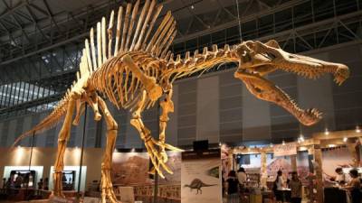Los científicos estudian los fósiles del que podría ser el primer dinosaurio acuático del que se tiene registro.