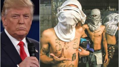 El presidente Trump a declarado que se están haciendo grandes progresos para liberar a su país de miembros de la pandilla MS-13.