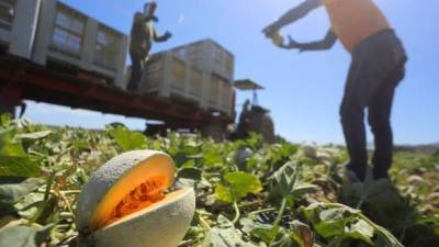 <b>Agrolíbano y grupo sol siguen produciendo esta fruta en la zona sur. Imagen de archivo. </b>