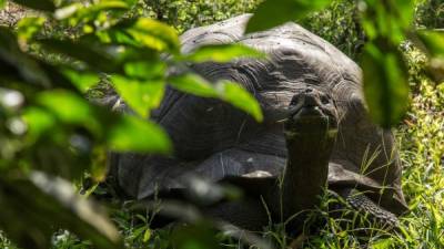 Esta tortuga llegó al Pacífico hace entre 3 y 4 millones de años. Foto:AFP