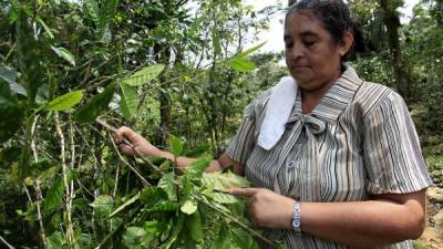 En Honduras, el 60% de 400 mil manzanas de café fue afectado por la roya.