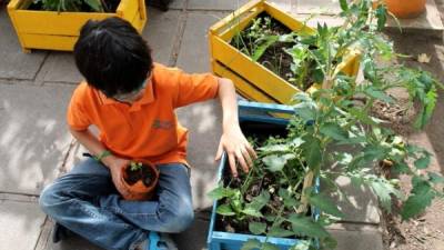 Para tener su propio huerto puede optar por hacerlo en la terraza, en una ventana e incluso hasta en un par de macetas.