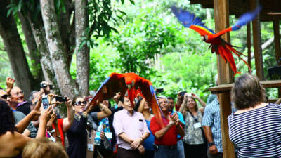 El momento de la liberación fue captado por los presentes en el evento celebrado ayer en el Parque Arqueológico en Copán Ruinas.
