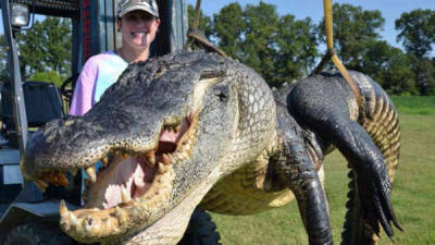El gigantesco cocodrilo capturado el fin de semana.