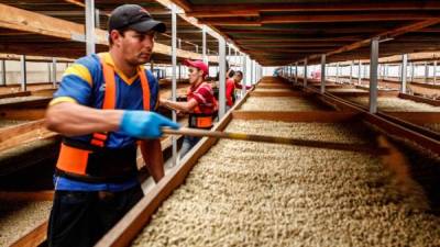 Sector. Trabajadores de una exportadora colocan el café en las secadoras. Archivo.