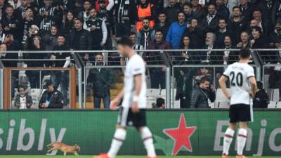 Por un minuto el gato se paseó por la cancha ante la mirada de todos