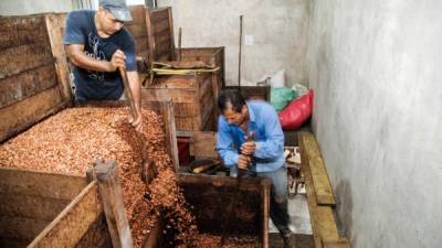 Obreros trabajan en el secado de cacao.