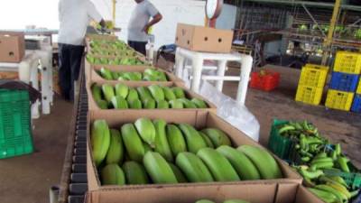 El banano es una de las fuentes que impulsa la economía en la región panameña de Barú, fronteriza con Costa Rica.