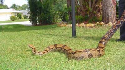 Hace apenas cuatro meses otra gigantesca serpiente fue capturada en el sur de Florida.
