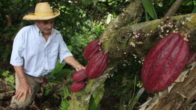 Actualmente el precio promedio de la tonelada métrica de cacao ronda los $3,000 en la Bolsa de New York.