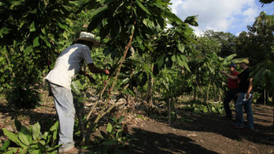 La mayoría de las plantaciones de cacao indio rojo entrarán a producción el próximo año, indicaron los expertos.