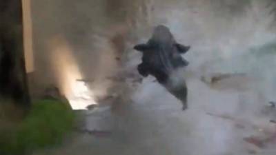 Varios cocodrilos fueron captados nadando en las calles inundadas de Alabama después de que el huracán Sally azotara con fuertes lluvias y vientos el sur de los Estados Unidos.