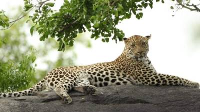 La reserva afirma que los leopardos conviven con los empleados y turistas.