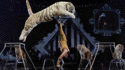 Imagen referencia de un circo con show con animales salvajes.