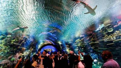 Decenas de personas observan tiburones durante la nueva exhibición 'Ocean Wonders : Sharks!' hoy juevesen el Acuario de Nueva York, en Brooklyn, Nueva York (EE.UU.). EFE