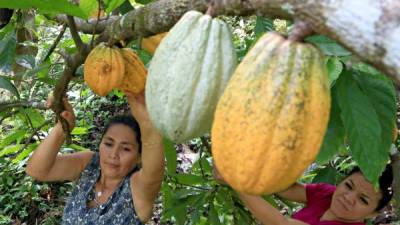 Una productora de cacao en Choloma. Foto: Amílcar Izaguirre.