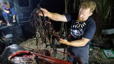 Biólogos marinos hallaron 40 kilos de plástico en el estómago de una ballena en Filipinas./AFP.